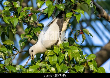 Torresianische Kaisertaube, die Beeren im Baum fressen Stockfoto