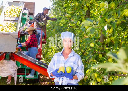Porträt einer erfolgreichen Bäuerin, die im Garten Äpfel erntet Stockfoto
