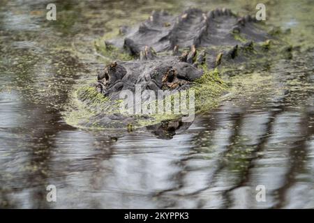 Ein amerikanischer Alligator rutscht durch das Wasser. Stockfoto