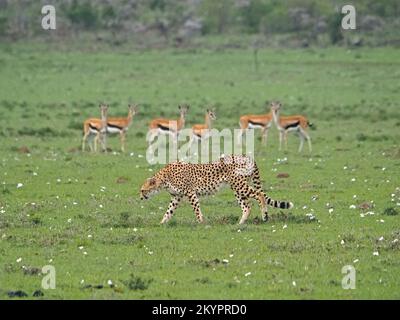 Die Jagd auf den Lone Cheetah (Acinonyx jubatus) wird von den gefürchteten Thomsons Gazelles (Eudorcas thomsonii) beobachtet - Grasland von Masai Mara Conservancy, Kenia, Afrika Stockfoto