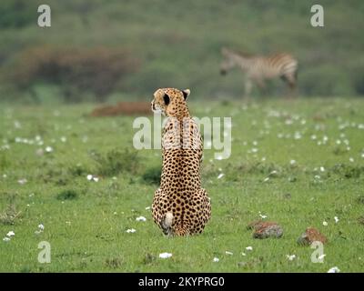 Die Jagd auf den einsamen Cheetah (Acinonyx jubatus), die von Wary Plains Zebra (Equus quagga) auf dem Grasland von Masai Mara Conservancy, Kenia, Afrika beobachtet wird Stockfoto
