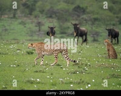 2 Gepard (Acinonyx jubatus) Jagd auf Beute unter den weissbärtigen Wildebeeren (Connochaetes taurinus) - Grasland von Masai Mara Conservancy, Kenia Stockfoto