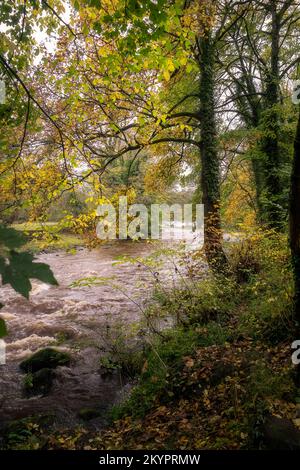 Spaziergang am Fluss Derwent im Herbst, Derbyshire, England Stockfoto