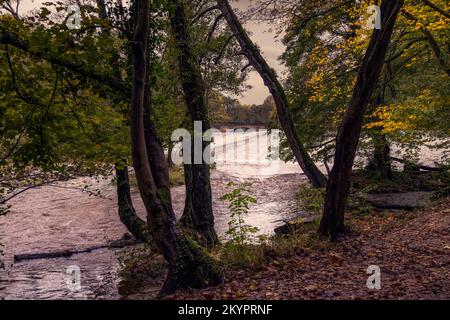 Spaziergang entlang des Flusses Derwent im Herbst, Blick auf Calver Wehr und neue Brücke, Derbyshire, England Stockfoto