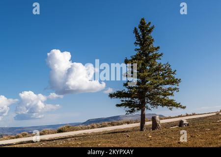 Lone Pine Tree in der Skyline, Clear Blue Sky mit ein paar schwimmenden Wolken Stockfoto