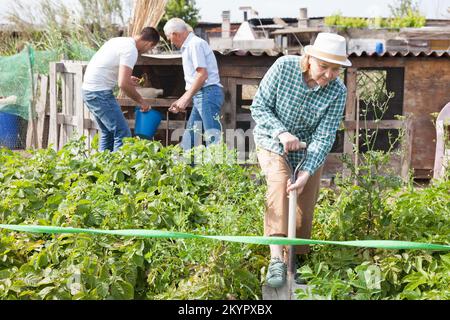 Familie arbeitet im Garten. Frau gräbt Kartoffeln Stockfoto