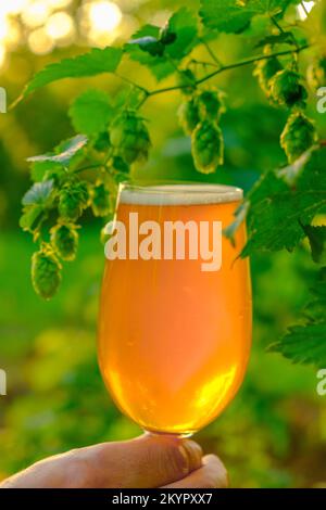 Bierglas Nahaufnahme in der Hand in der Sonne auf einer grünen Hopfenplantage. Bierschaum Nahaufnahme. Hopfenzapfen und Bier in einem Glas. Kühlendes Getränk. Stockfoto