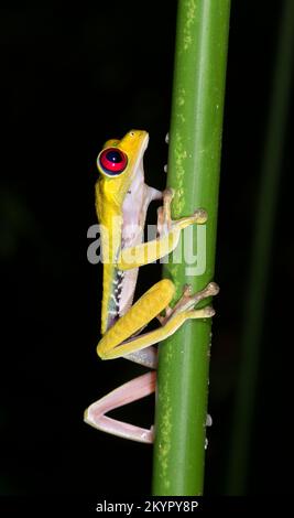 Rothäugiger Baumfrosch (Agalychnis callidryas) aus der Nähe, Costa Rica Stockfoto