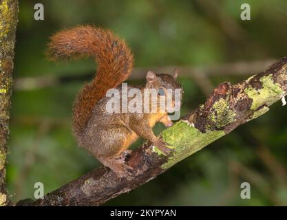 Das Rotschwanz-Eichhörnchen (Sciurus granatensis) im Regenwald Costa Ricas Stockfoto