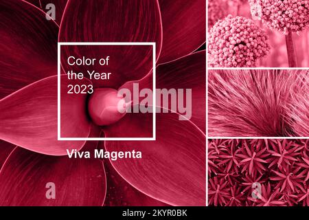 Trendige Farbe des Jahres 2023 - Viva Magenta. Muster einer Farbpalette für Mode. Abstraktes Blumenmuster Farbmuster Collage Stockfoto