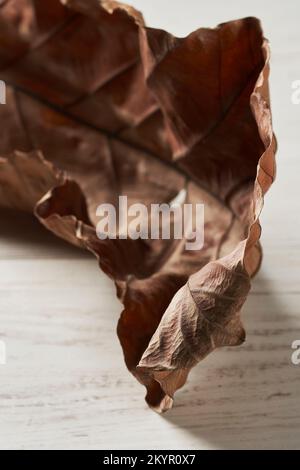 Nahaufnahme der detaillierten Textur eines trockenen Blatts Stockfoto