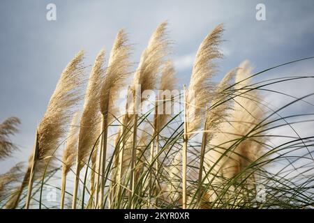 Dekoratives flauschiges trockenes Schilf, das im Park wächst, wiegt mit Windböen vor dem Hintergrund des blauen Himmels Stockfoto