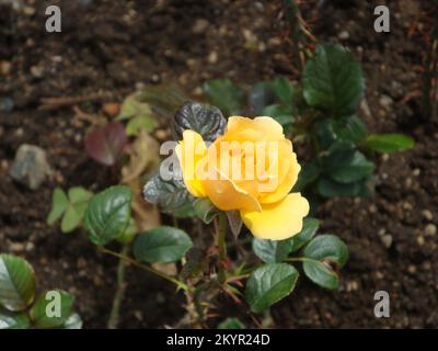 Wunderschöne Blumen im Victoria Park, Nuwara Eliya, Sri Lanka. Stockfoto