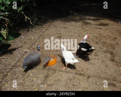 Ein Tag im Dehiwala Zoo, Colombo, Sri Lanka. Stockfoto