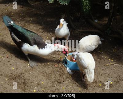 Ein Tag im Dehiwala Zoo, Colombo, Sri Lanka. Stockfoto