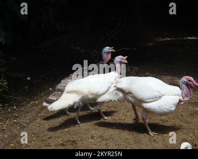 Ein Tag im Dehiwala Zoo, Colombo, Sri Lanka. Stockfoto