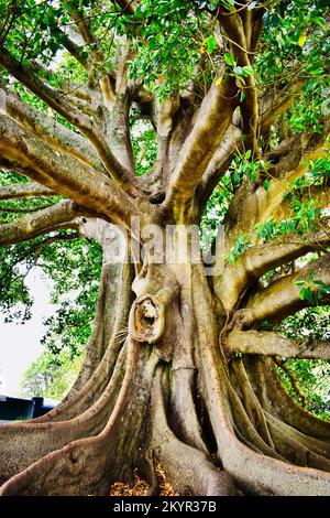 Ein riesiger Moreton Bay Feigenbaum. Stockfoto