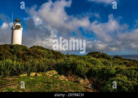 Eine atemberaubende Küstenwanderung, die an der Tauranga Bay (Westport Neuseeland) beginnt, entlang der Klippen, vorbei an zerklüfteten Küstenlandschaften, einer Robbenkolonie und einem verlassenen Strand Stockfoto