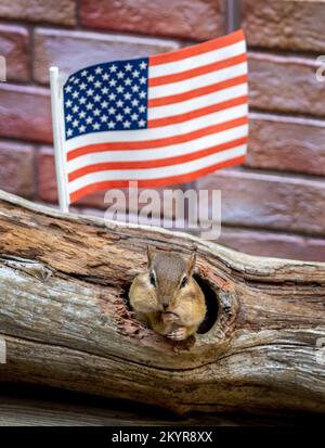 Ein fetter, kleiner Streifenhörnchen springt aus einem hohlen Baumstamm und posiert mit einer amerikanischen Flagge