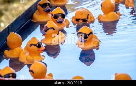 Leuchtend gelbe Enten mit Sonnenbrille, schwimmen in einem kleinen Teich bei einem Karnevalsspiel. Jede Ente hat eine Zahl darunter, die der Schlüssel zu einem Großen oder Kleinen ist Stockfoto