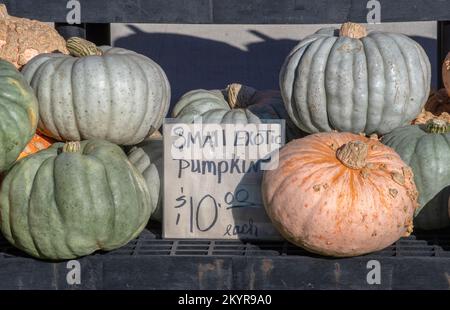 Der Bauernmarkt in den USA verkauft kleine, exotisch aussehende Kürbisse zu Halloween Stockfoto