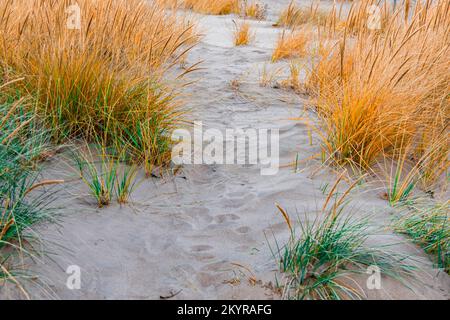 Fußspuren in einer Sanddüne an einem Strand mit Büschen um den Pfad. Stockfoto
