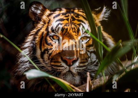 Auge des Tigers Stockfoto