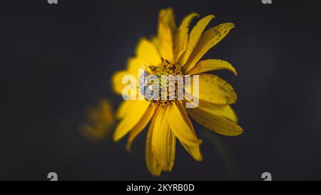 Blume Stockfoto