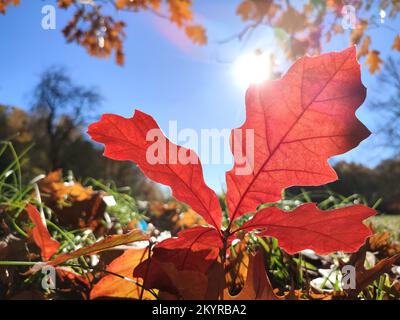 An einem sonnigen Herbsttag wächst ein wunderschönes, leuchtend rotes Eichenblatt im grünen Gras auf einer Lichtung im Wald mit einer Nahaufnahme des blauen klaren Himmels. Ansicht von unten. Natur, Umwelt-Hintergrund Stockfoto