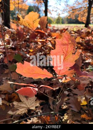 Roteichenblätter vor dem Hintergrund einer jungen Eiche mit braunen Sprossen an einem sonnigen Herbsttag im Wald. Saisonale Herbstlandschaft im Wald. Natürlicher Hintergrund Stockfoto