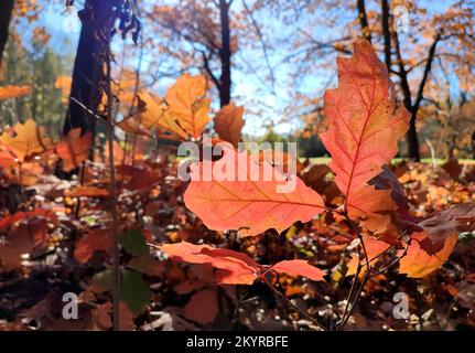 Rote Eichenblätter auf dem Hintergrund junger Eichensprossen mit braunen Blättern, Bäumen und blauem Himmel, hell beleuchtet von der Sonne und an sonnigen Herbsttagen im Wald. Hintergrund. Natürlicher Hintergrund Stockfoto