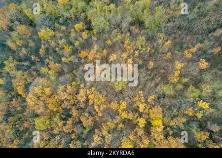 Vezzolacca Piacenza Italien szenische Drohne Luftaufnahme des Herbstes farbigen Treswald Stockfoto