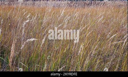 Feld und grünes Gras, das sich im Wind im Hintergrund bewegt Stockfoto