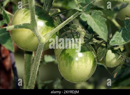 Die Tomaten auf den Zweigen des Busches reifen Stockfoto