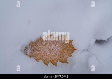 Das helle gefallene Eichenblatt inmitten von weißem Schnee im Winterwald Stockfoto
