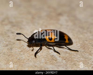 Pleasant Pilzkäfer (Megalodacne fasciata) isoliert auf einer flachen Oberfläche. Nachtaktive Insekten in den USA, die sich von holzzerstörenden Pilzen ernähren. Stockfoto