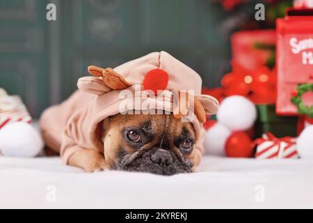 Französischer Bulldog mit weihnachtlichem Hoodie und Rentiergeweih zwischen der saisonalen Dekoration Stockfoto