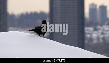 Eine Krähe auf dem Schnee und ein Blick in die Ferne an der Winter-Skyline von Burnaby in British Columbia, Kanada Stockfoto