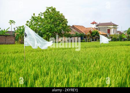 Reisfelder, die breit und grün sind, mit Flaggen aus weißem Kunststoff oder Stoff, um Vogelschädlinge abzuwehren. Stockfoto