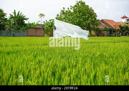 Reisfelder, die breit und grün sind, mit Flaggen aus weißem Kunststoff oder Stoff, um Vogelschädlinge abzuwehren. Stockfoto