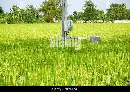 Reisfelder, die breit und grün sind, mit Flaggen aus weißem Kunststoff oder Stoff, um Vogelschädlinge abzuwehren. Stockfoto