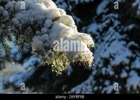 Tannenzweige mit Schnee bedeckt in den Sonnenstrahlen. Schneebedeckte Zweige im Winter. Stockfoto