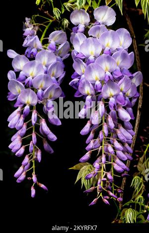 Wisteria, Haedenberfia Comptonia, auch bekannt als Native Wisteria. Ideal für Zäune oder Bodenbedeckung. Blüten in sanftem Lila oder Rosa im Frühling Stockfoto