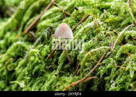 Common Bonnet, Mycena galericulata, Milton Abbas Wood, Dorset, Vereinigtes Königreich. Wahrscheinlich essbar. Stockfoto