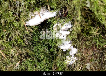 Lumpy Bracket, Trametes gibbosa, Milton Abbas Wood, Dorset, Großbritannien. Nicht essbar Stockfoto