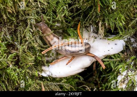 Lumpy Bracket, Trametes gibbosa & Grey Field Slug, Milton Abbas Wood, Dorset, Großbritannien. Nicht essbar Stockfoto