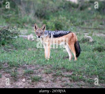 Östlicher Schakal mit schwarzem Rücken (Lupulella mesomelas schmidti), der auf die Kamera blickt: (Pix Sanjiv Shukla) Stockfoto