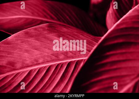 Trendige Farbe Viva Magenta hinterlässt Hintergrund. Verschwommenes Bokeh. Sonnenschein abstrakte Kulisse. Natürliches Blattkonzept. Nahaufnahme und marco schoss. Stockfoto