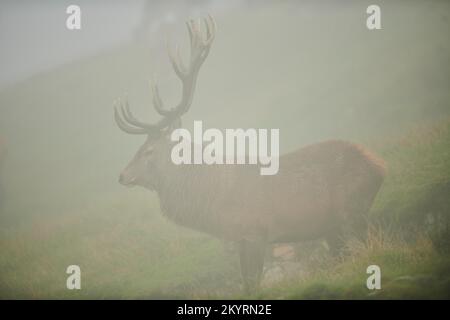 Rothirsch (Cervus elaphus) Männchen in der Brunft, bei Nebel in den Alpen, Herbst, Wildpark Aurach, Kitzbühel, Österreich, Europa Stockfoto