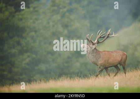 Rothirsch (Cervus elaphus) Männchen in der Brunft, bei Nebel in den Alpen, Herbst, Wildpark Aurach, Kitzbühel, Österreich, Europa Stockfoto